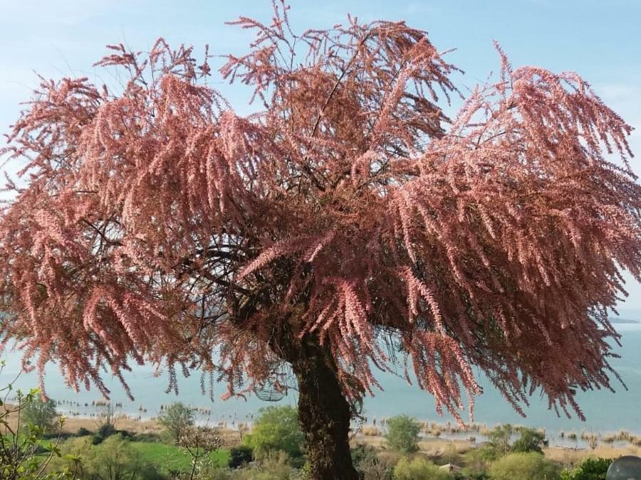 B&B Torre Del Lago Trasimeno Passignano sul Trasimeno Exterior foto
